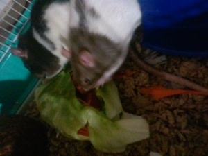 The girls eating a salad bowl.