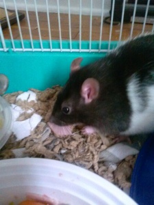 Reggie the rat eating a piece of turkey 